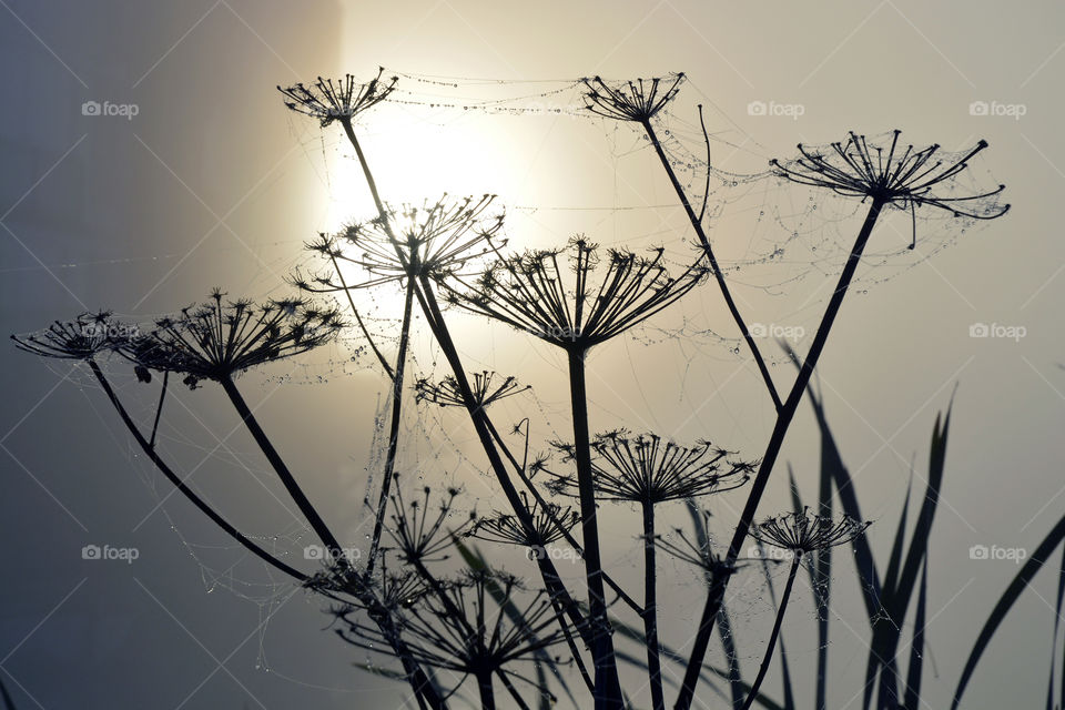 Cane and Hogweed with spider web with dew drops in the foggy mist in the early morning