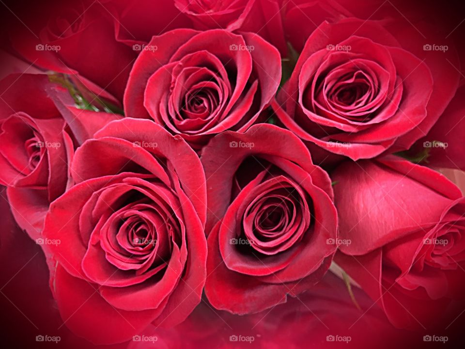 Red roses
