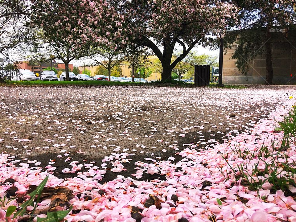 Carpet of petals from crabapple trees