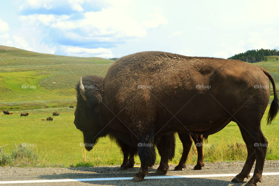 Wild bison on road