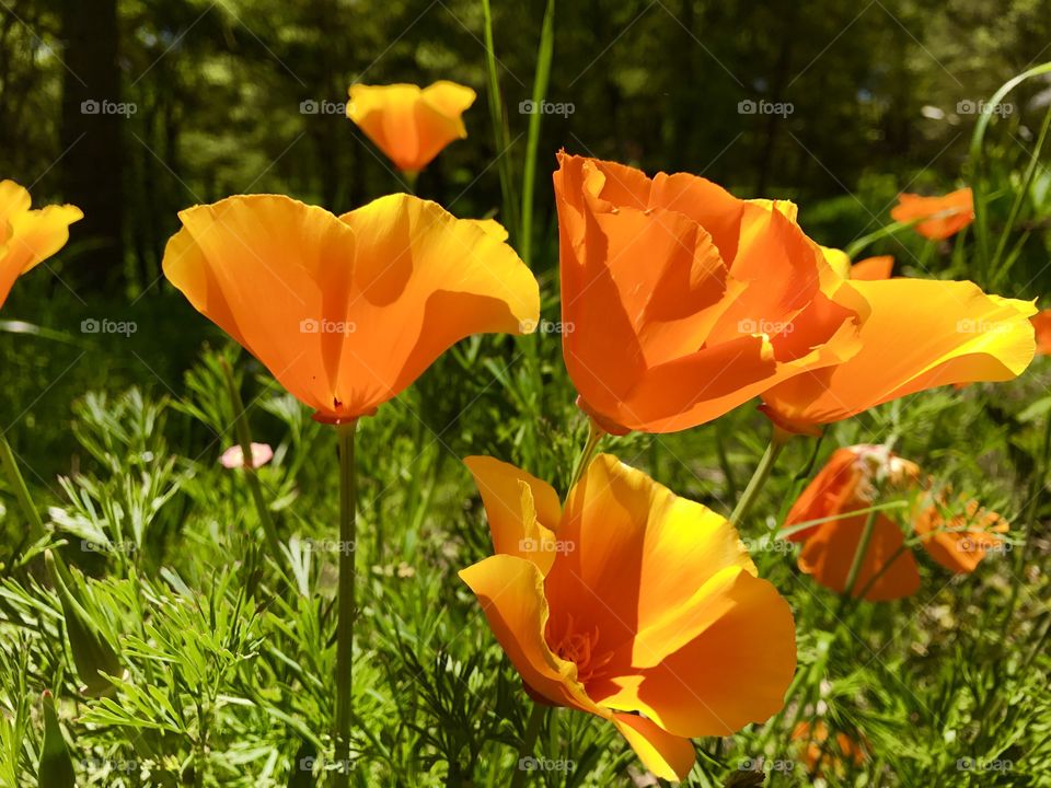 Poppies 