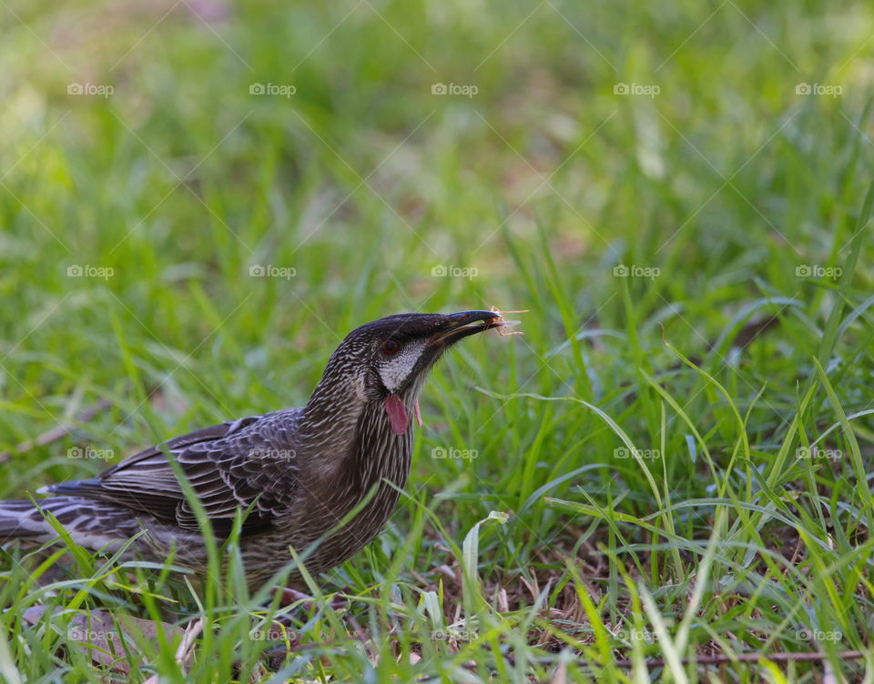 Red wattle bird with a bug