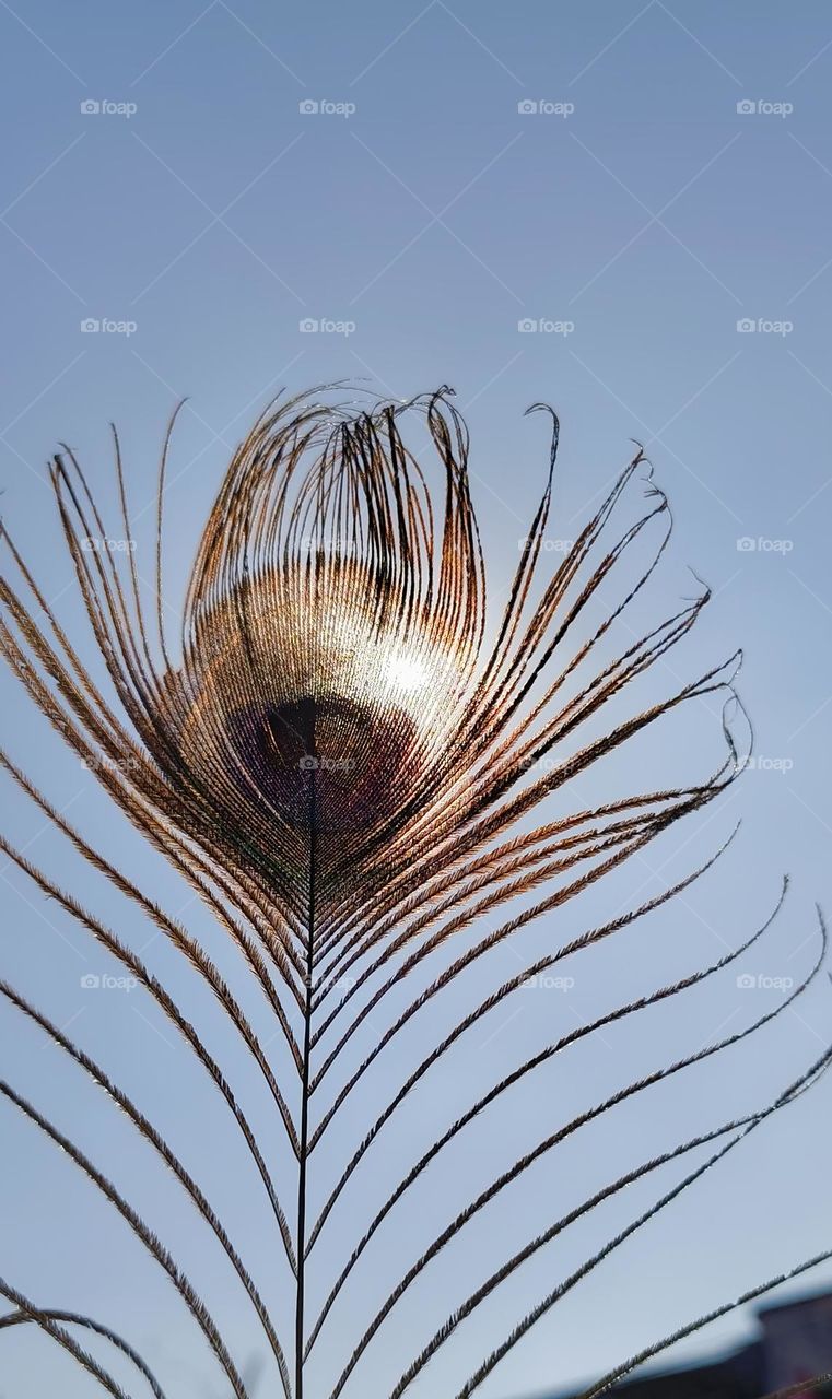PEACOCK FEATHER WITH SUN 🌞🌄