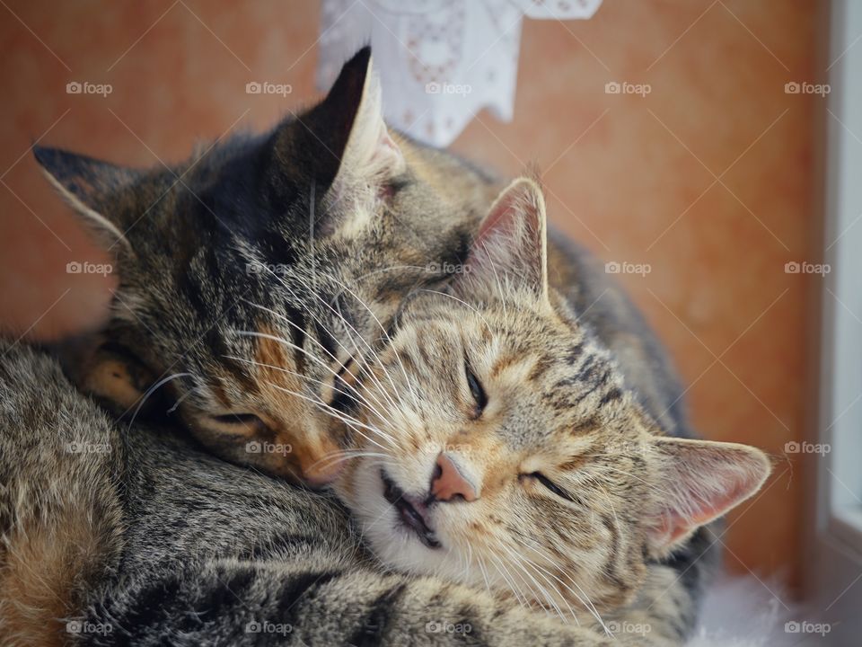 Cuddling cats