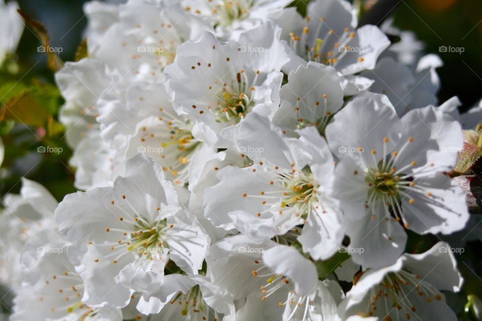 Blooming Sakura 