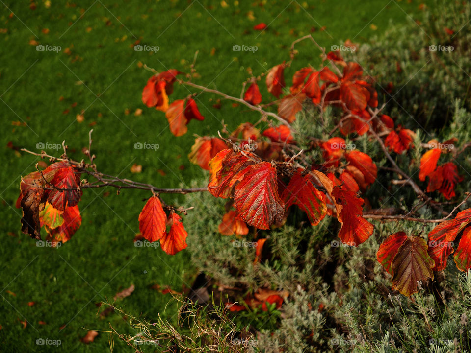 Tree branch during fall in Belgium.