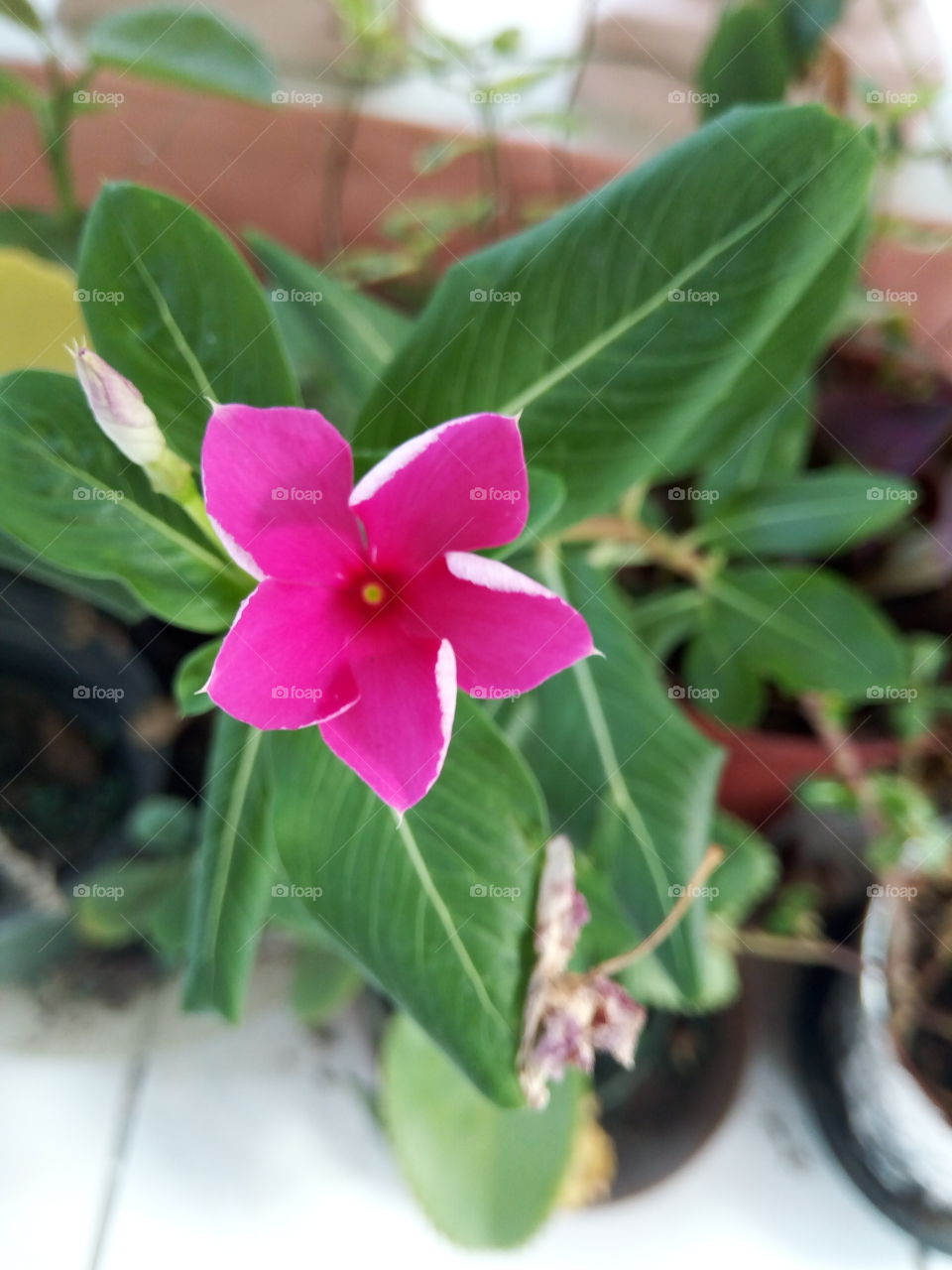 priwinkle in lilac with green