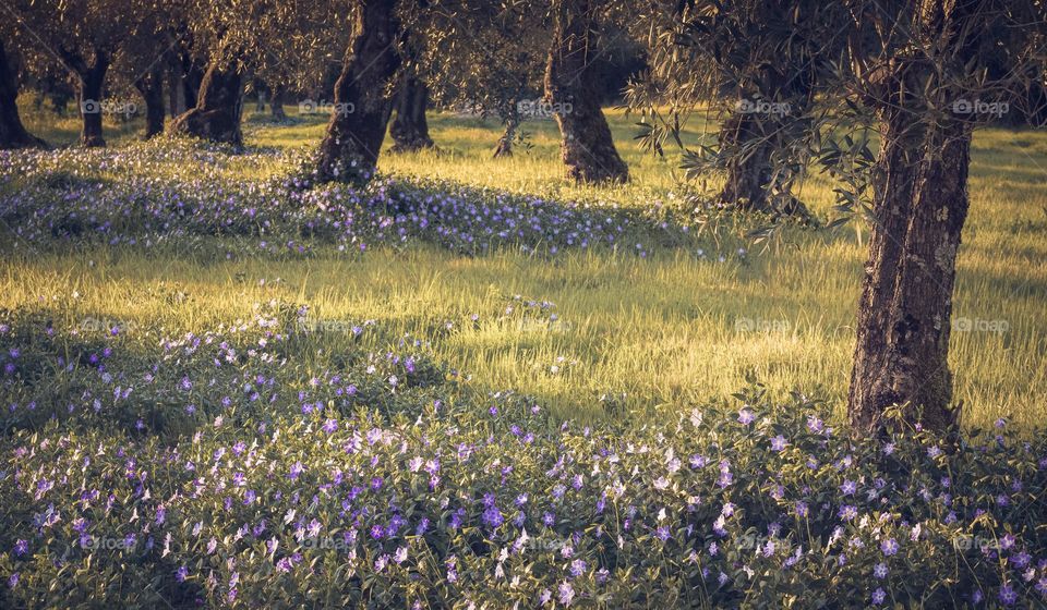 Springtime flowers grow around the olive trees in the afternoon sun