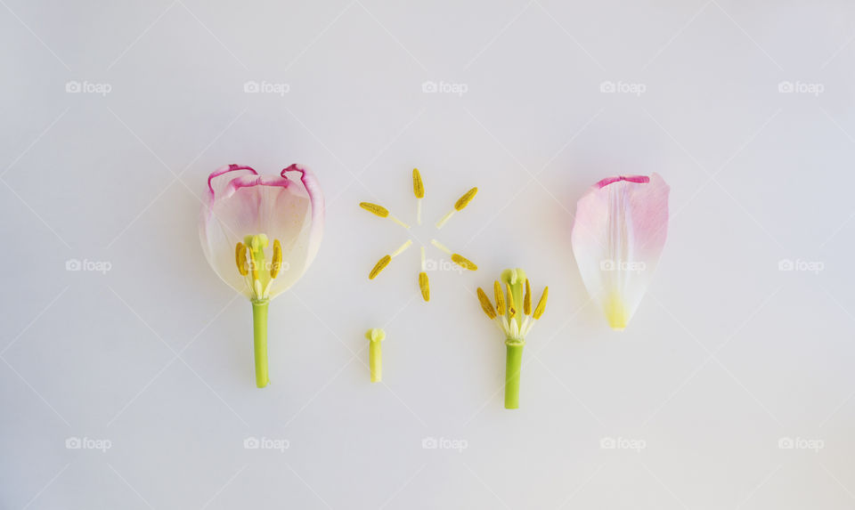 Parts of tulip. Botanical photo. Beauty inside