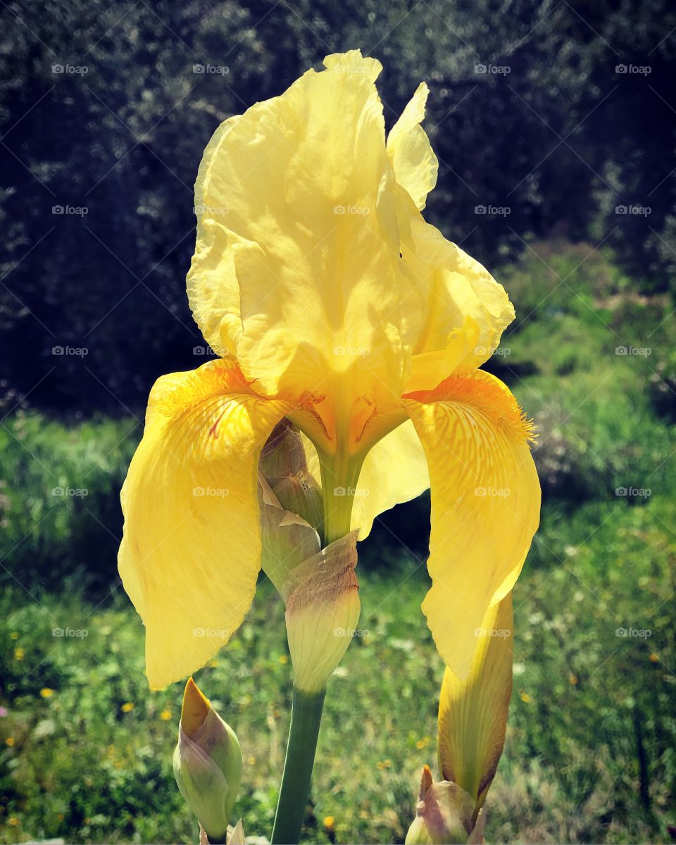 Iris flowers of Spring 