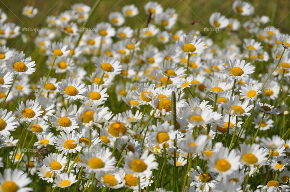 Camomile 