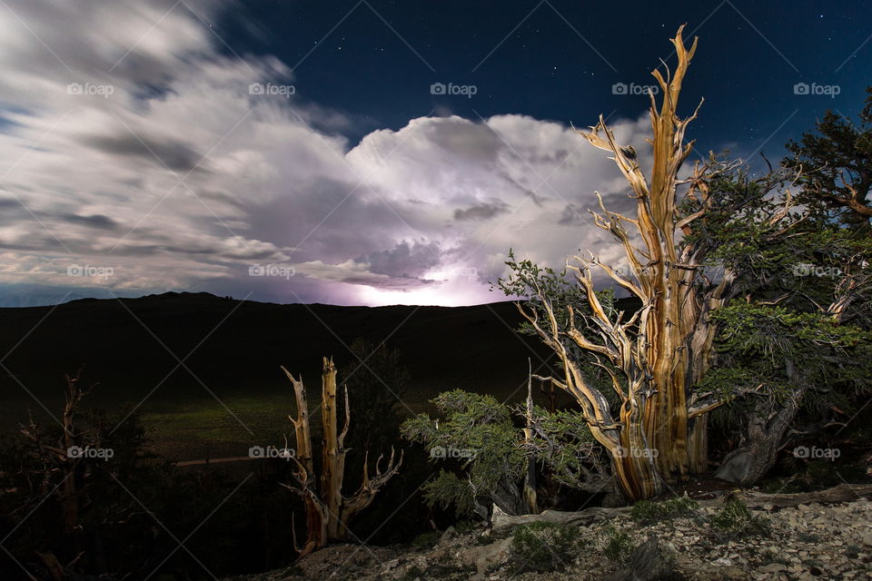 Lightning storm. Lightning storm illuminates the night sky beyond the Bristlecone Pines.