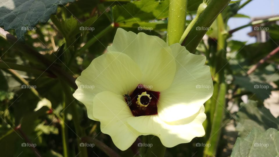 flower of lady finger