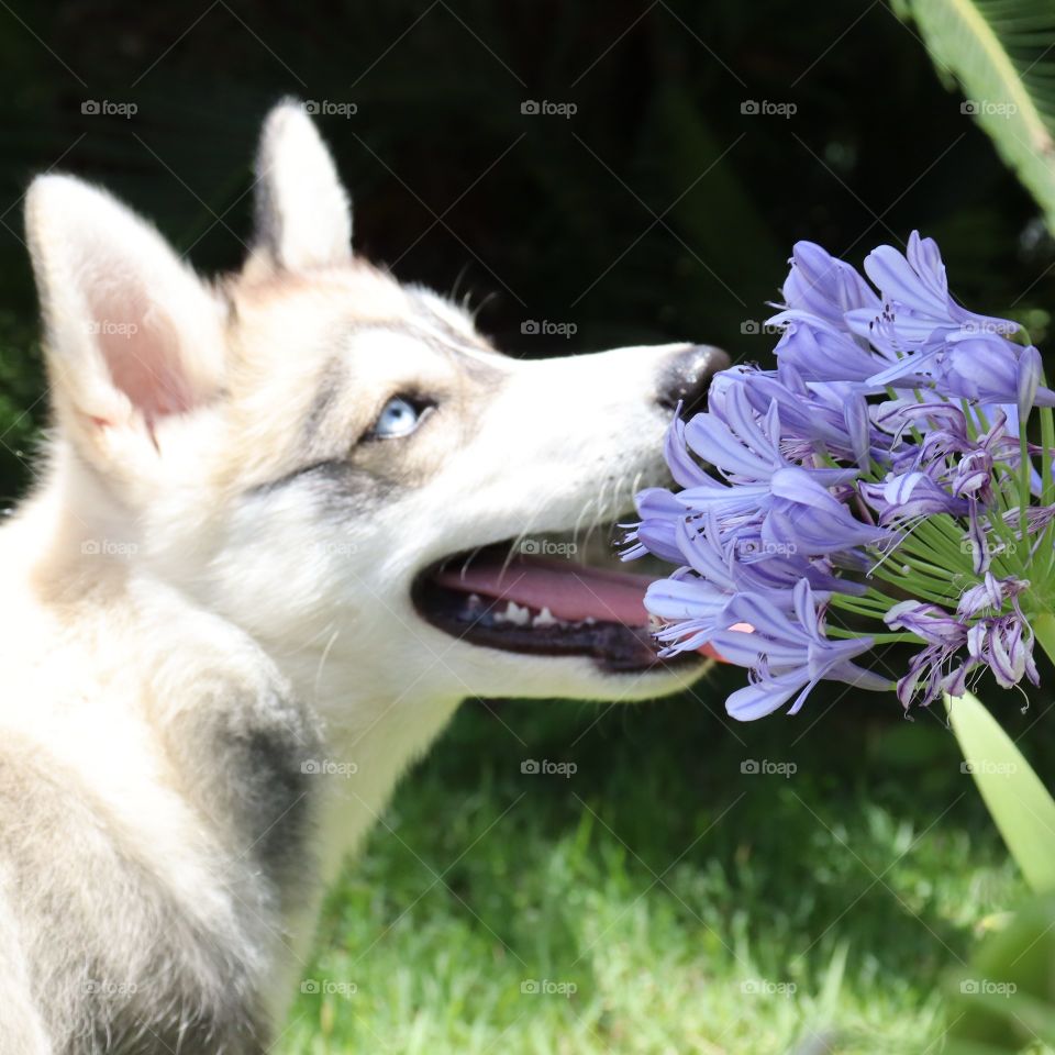 dog and the flower