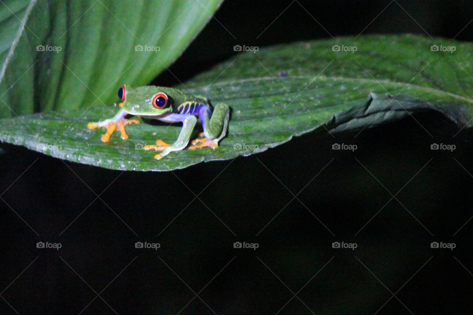 Red eyed tree frog. Found in the rainforest 