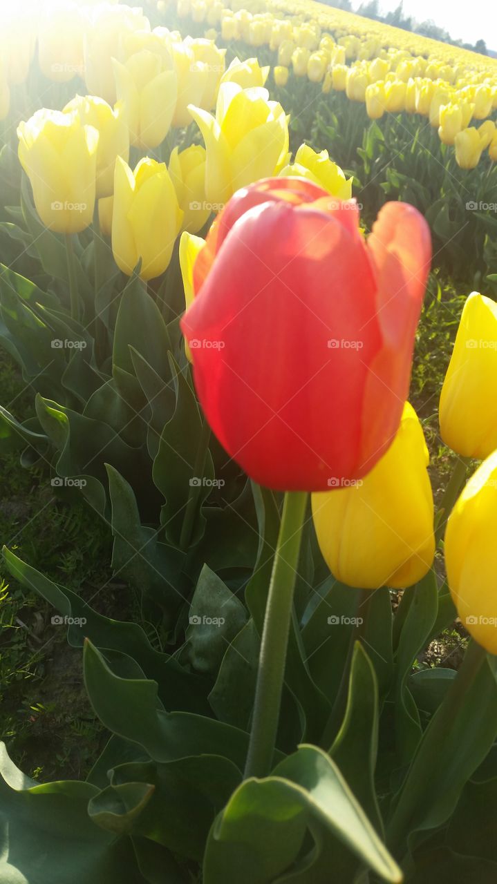 be yourself. this picture was take in a field full of yellow tulips and this red tulip stood out because it was the only red one and it reminded me the kind of person i am because i am different from everyone else and thats what makes me stand out just like this tulip