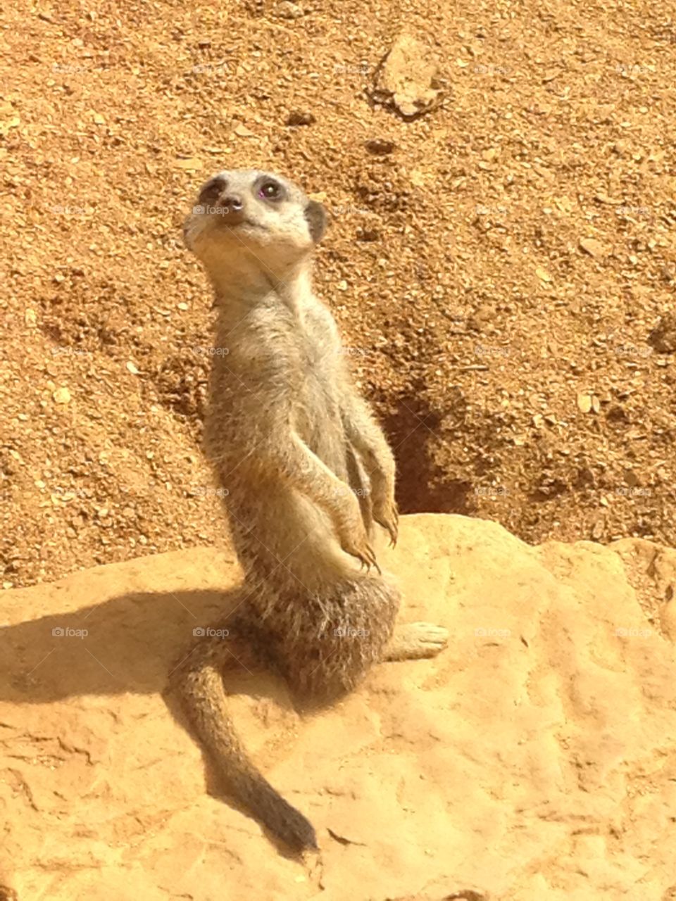 Meerkat at the zoo