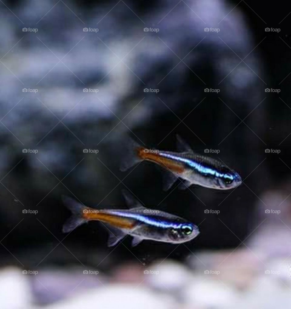 a pair of small fish