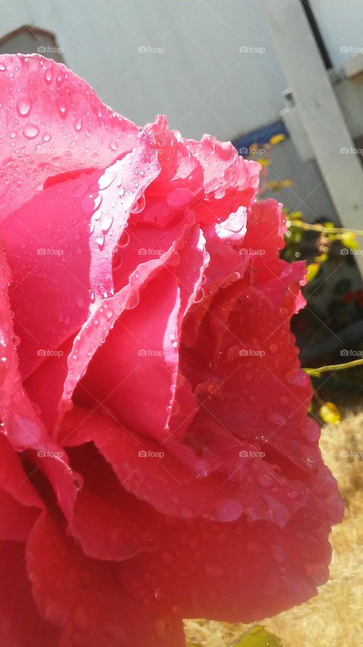 closeup of big beautiful pink rose in full bloom covered in water drops facing away from the sun