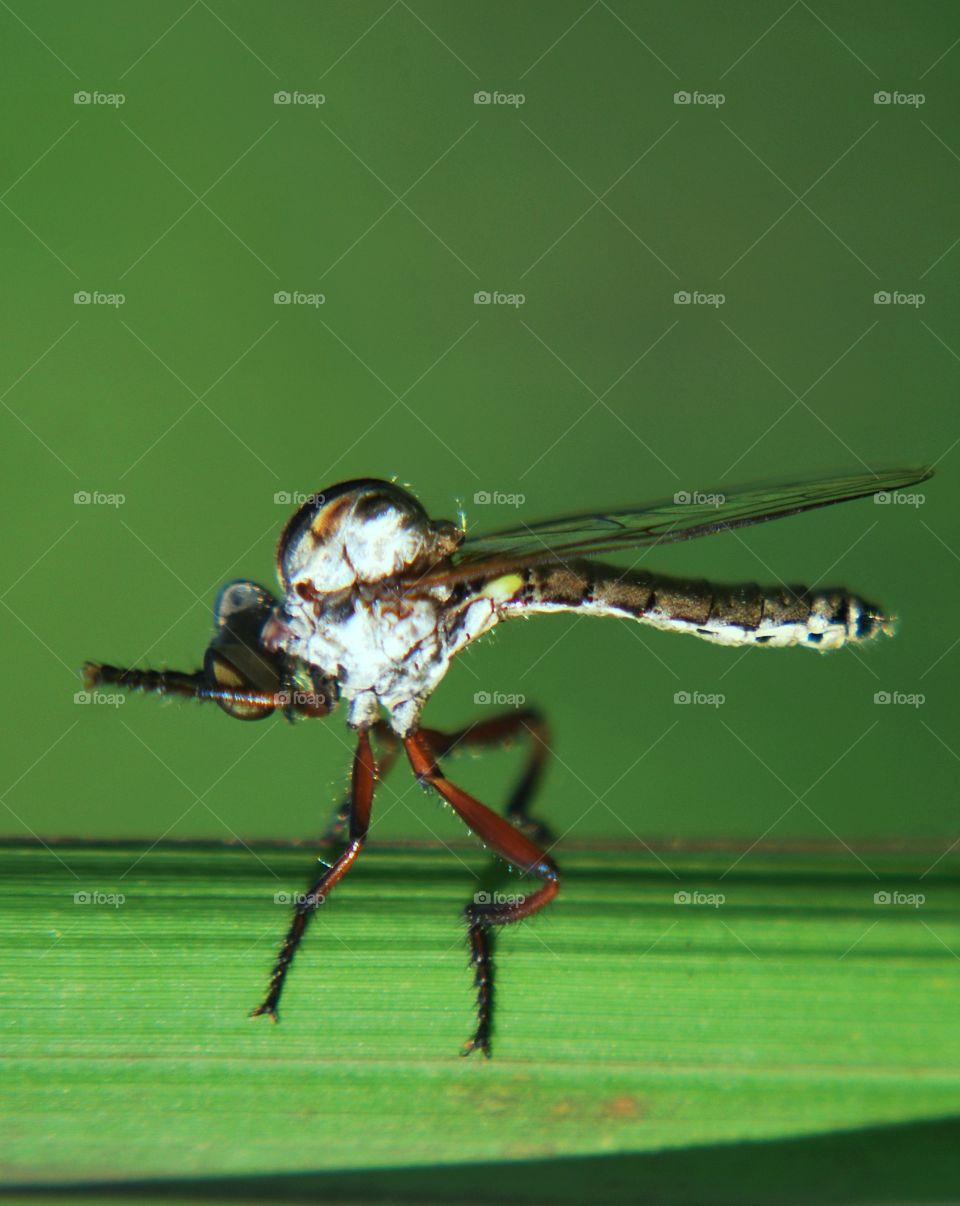 insect animal macro background fly