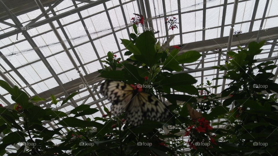 butterfly house