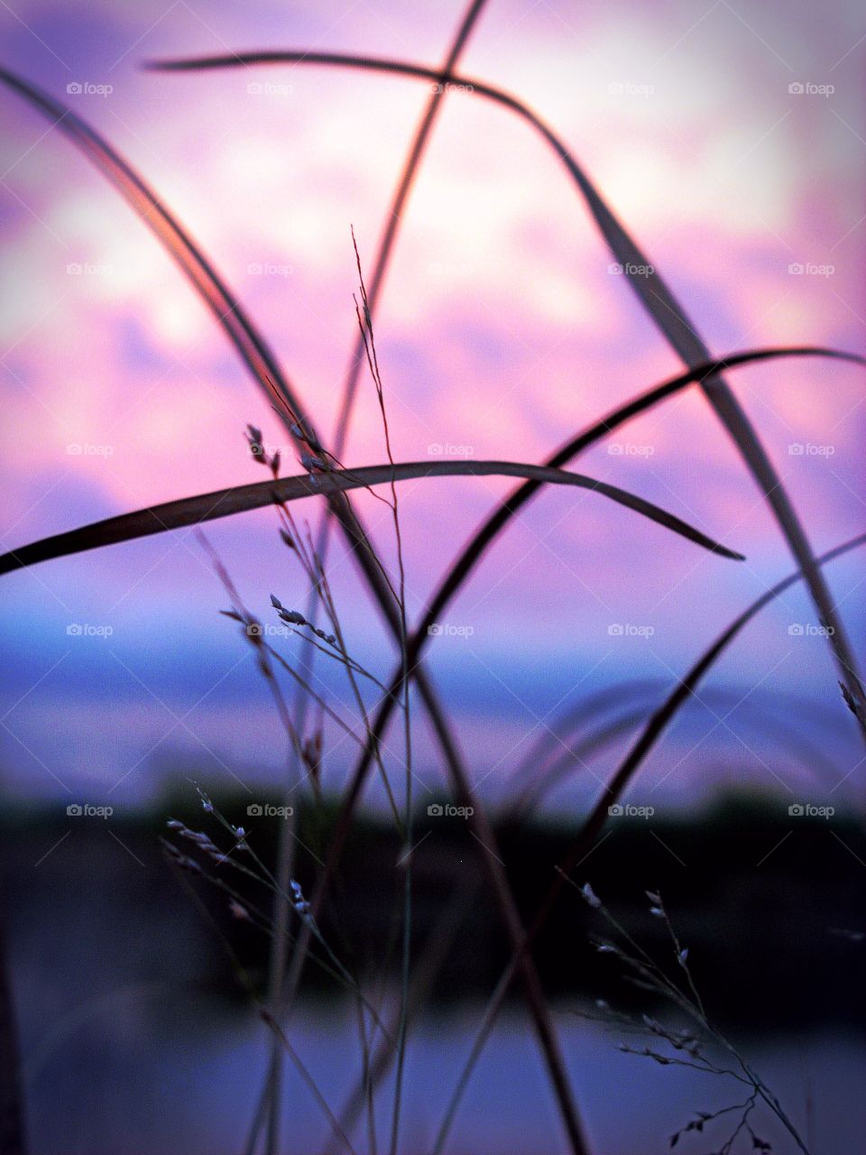 twilight through the meadow