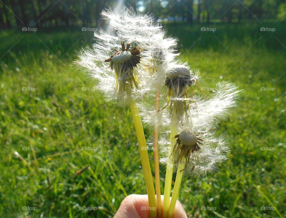 Dandelion, Nature, Grass, Summer, Flora