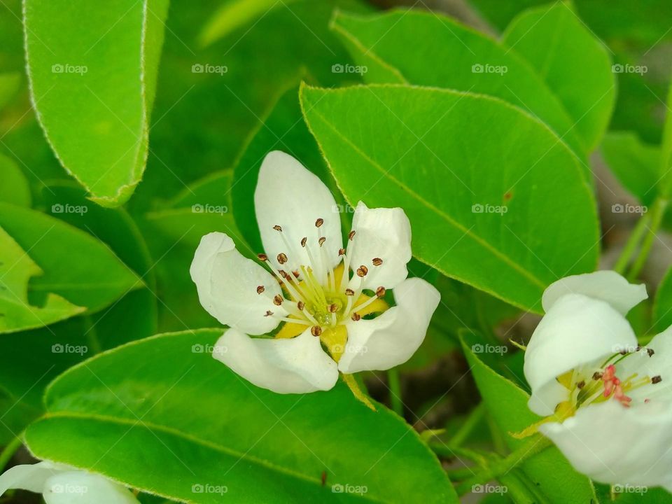 Pears are fruits produced and consumed around the world, growing on a tree and harvested in late summer into mid-autumn