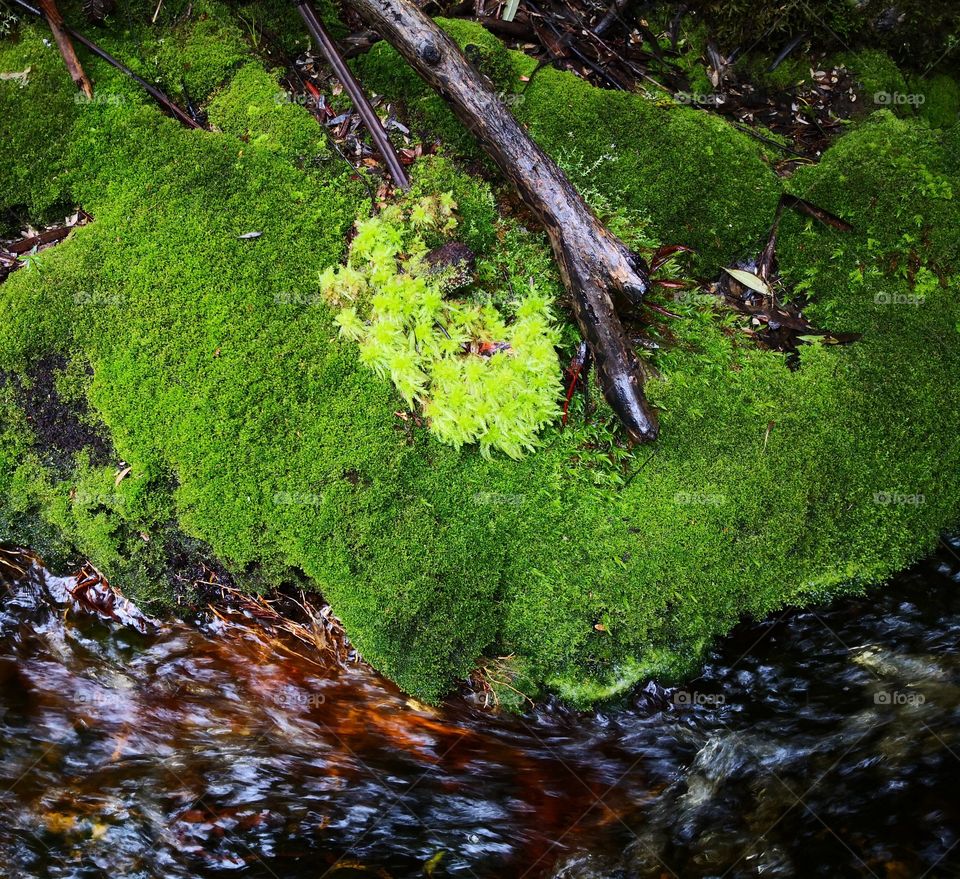 Moss