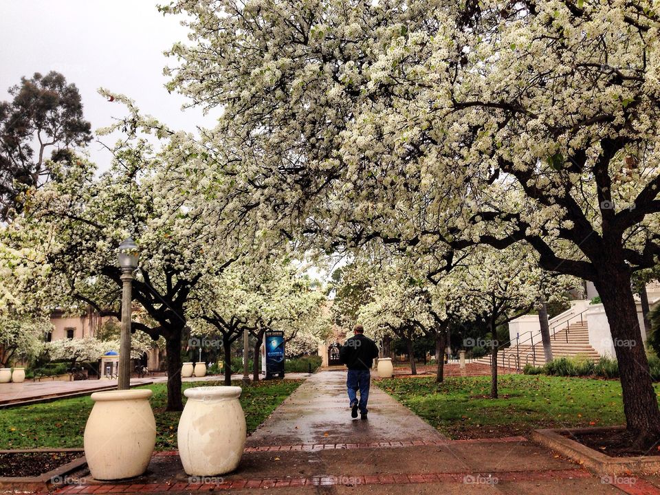 Balboa park & white cherry blossom 