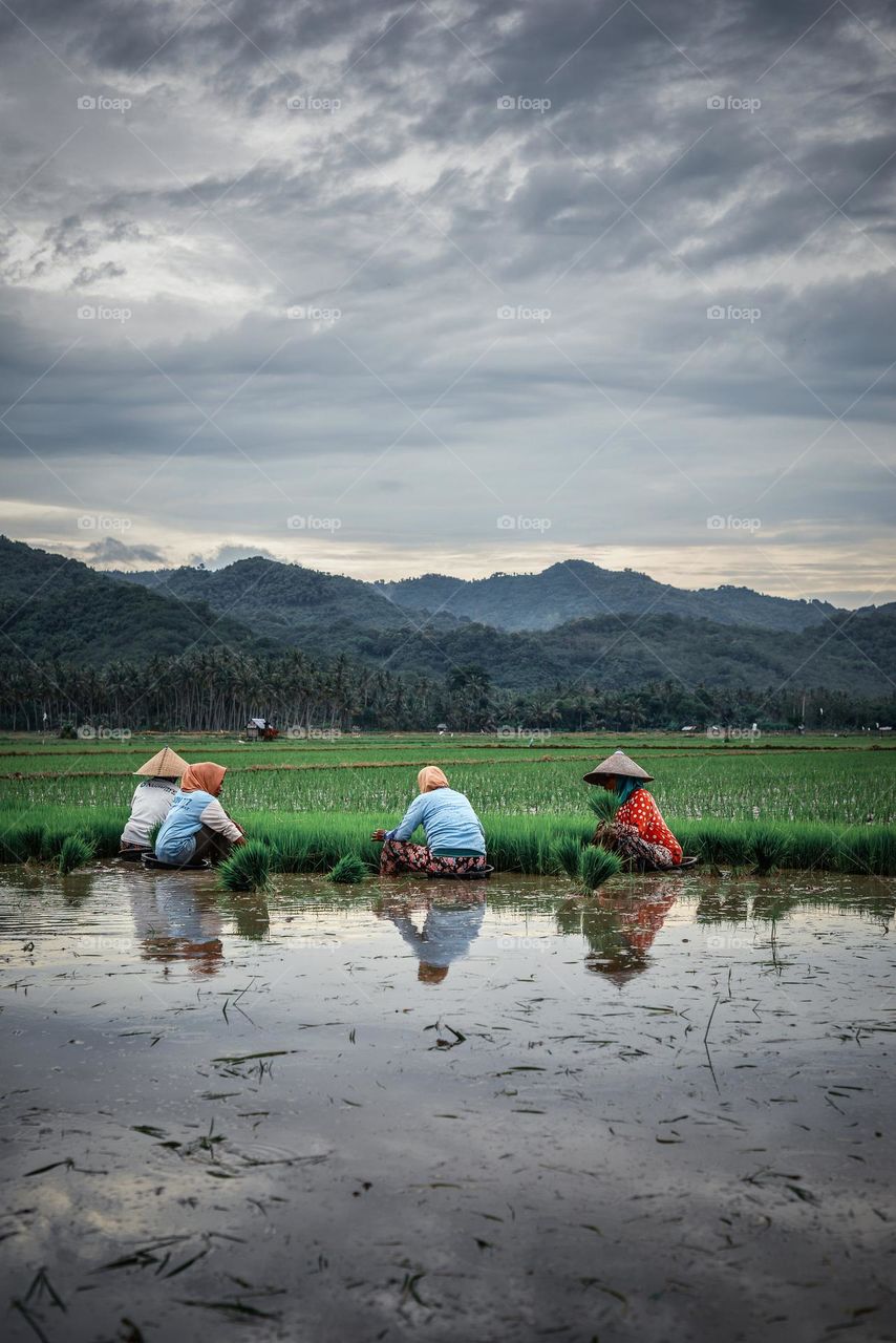 the farmers