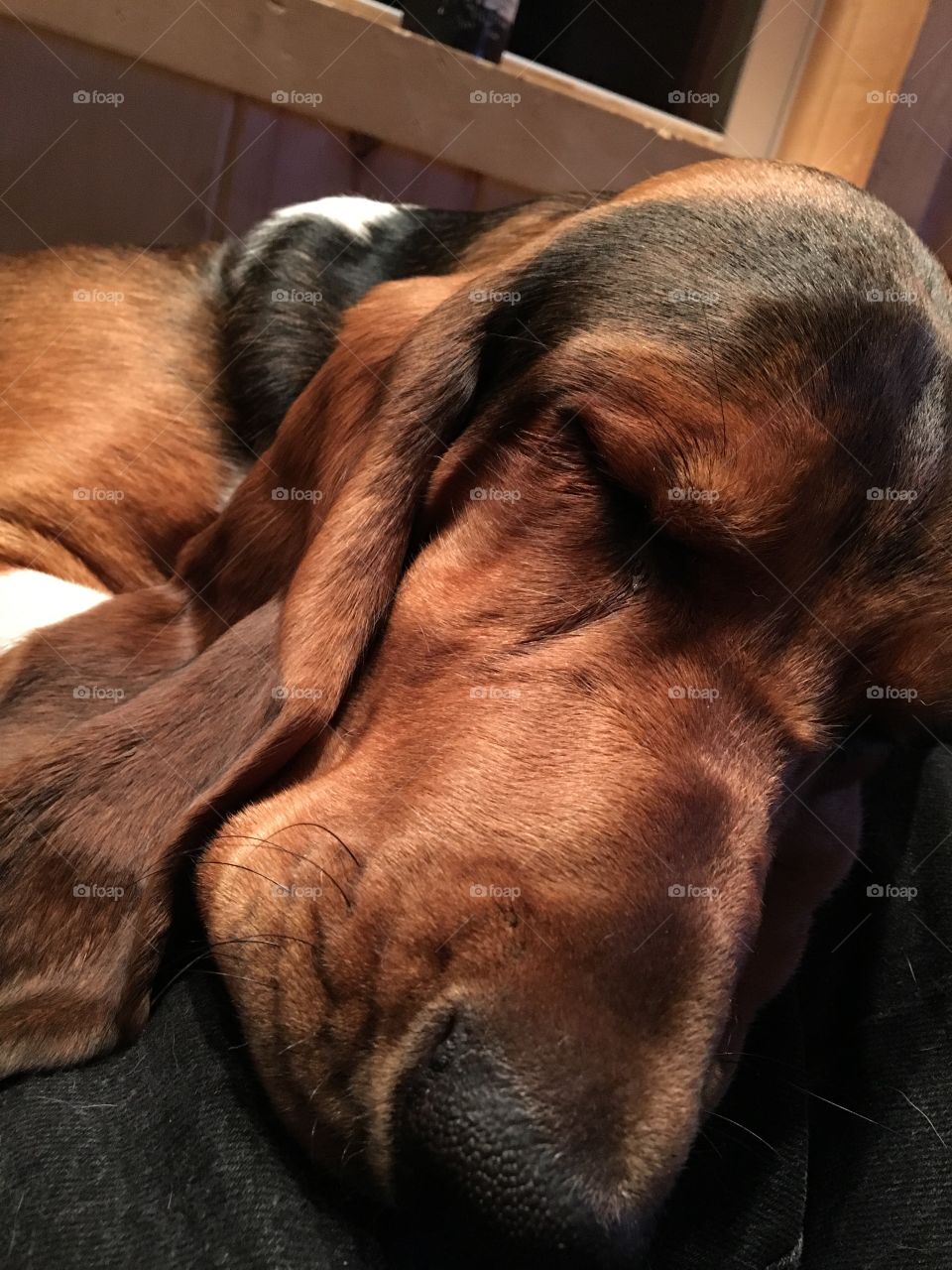 Bassett hound napping 