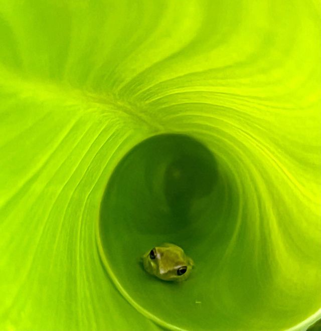 Tiny green tree frog hiding in a curled up tropical green leaf.