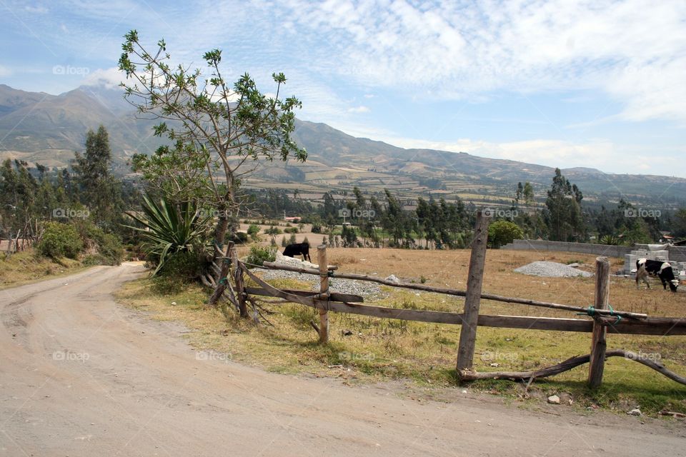 Fencing farm land outside Cotacache Ecuador
