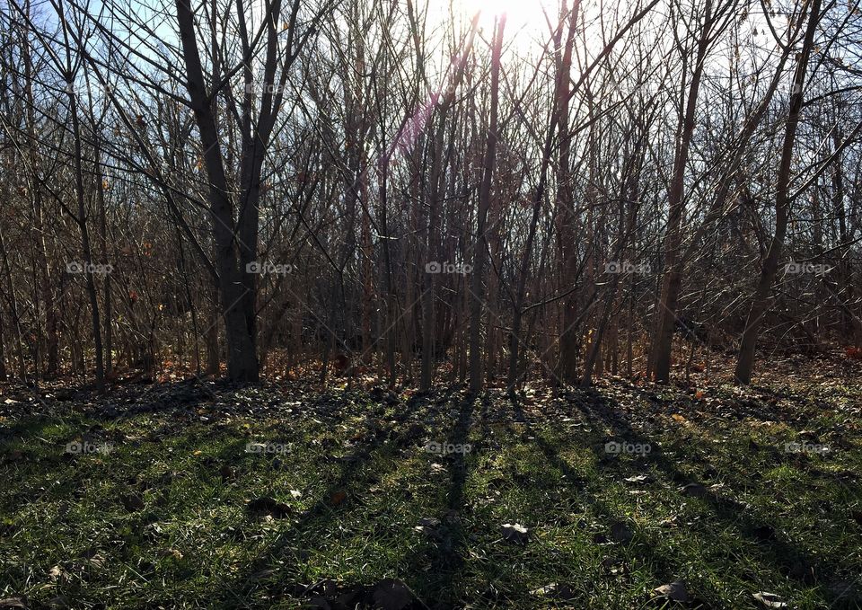 Evening in winter woods