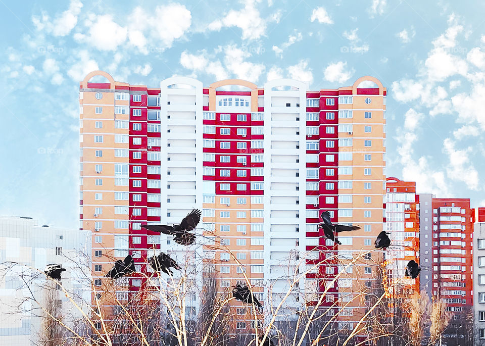 Crows flying above the trees in front of colorful modern city building on blue cloudy sky background 