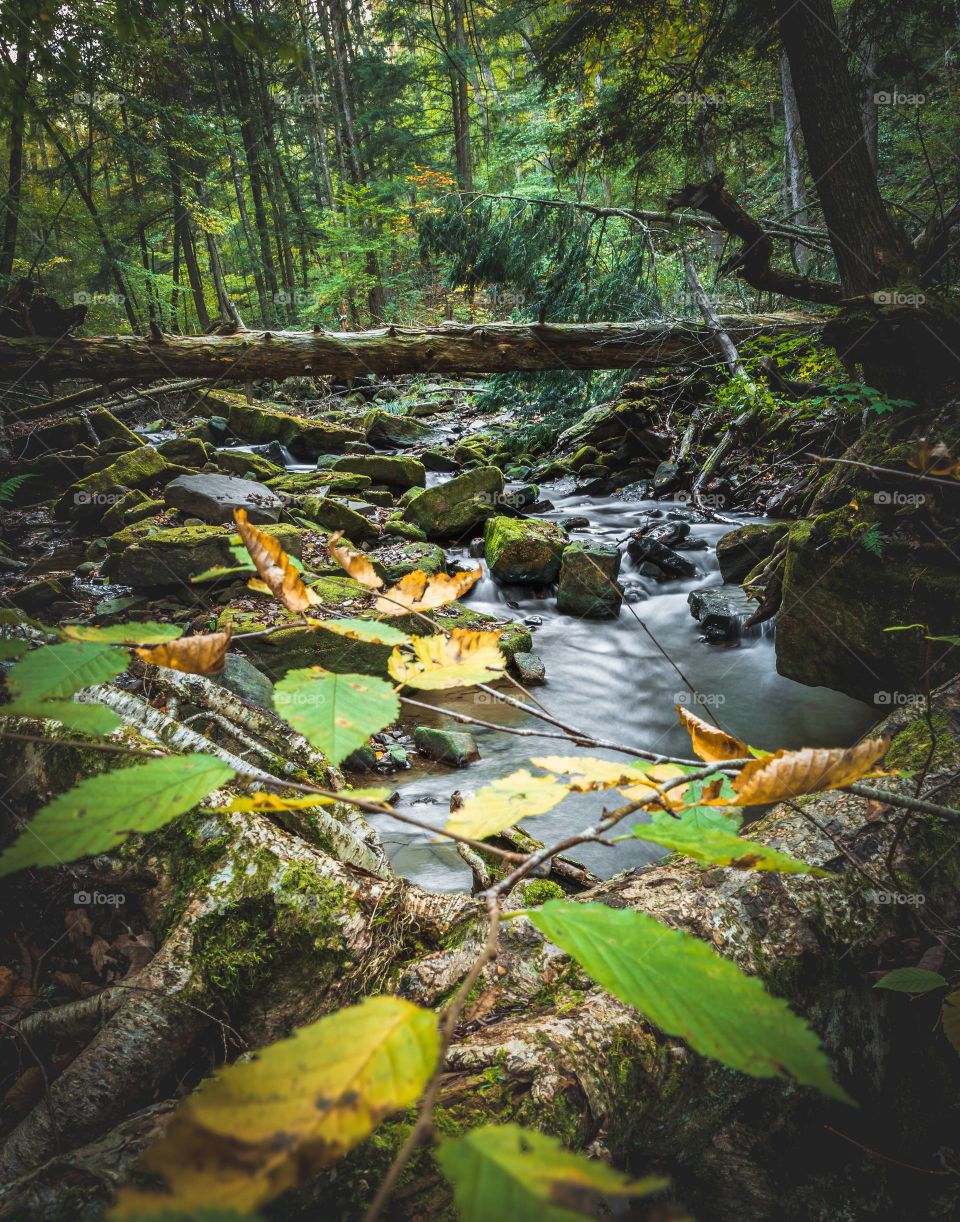 Mountain stream during fall
