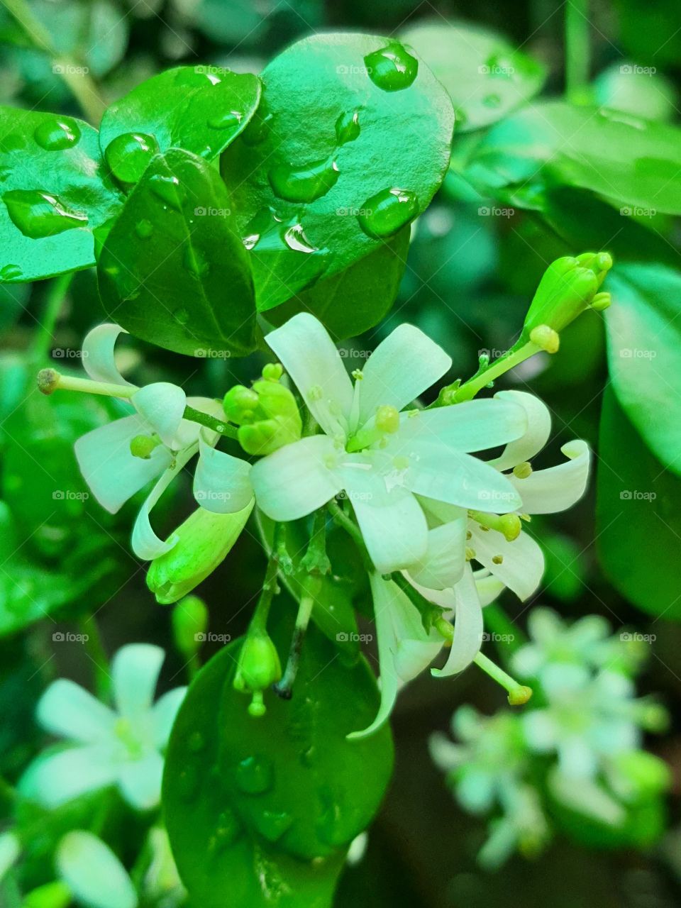 Tiny fragrant jasmine flower