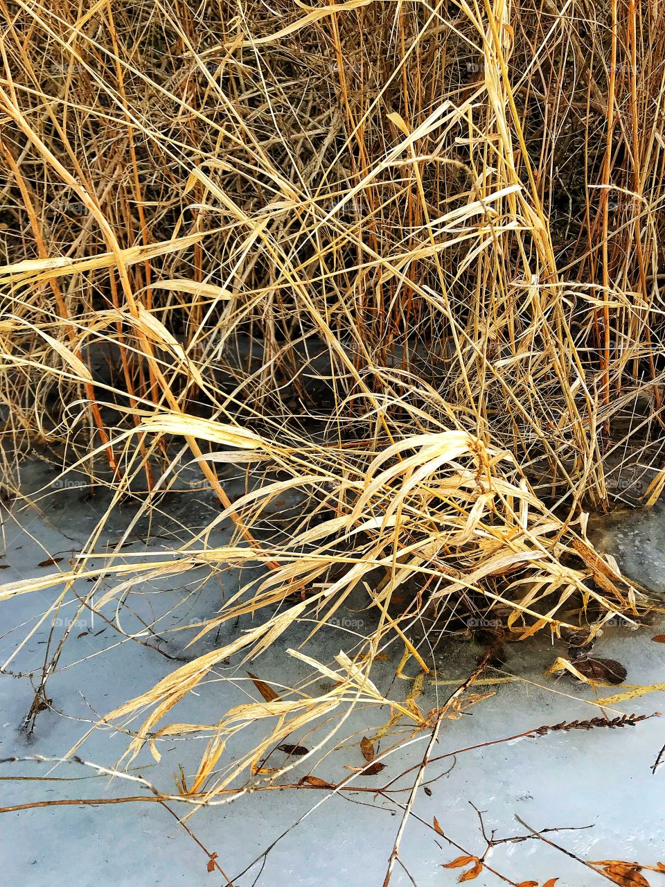 Grass and ice