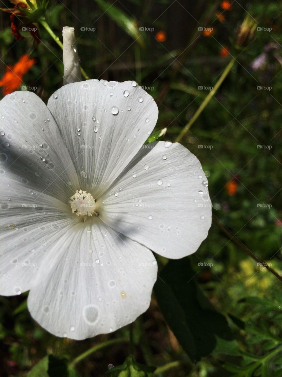 White Wildflower