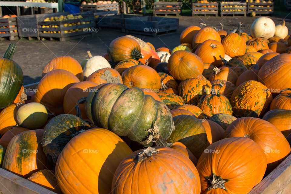 Pumpkins in crates at pumpkin patch field for picking pumpkins for Thanksgiving decorations and healthy food ingredients and Halloween pumpkins traditional autumn and fall activity 