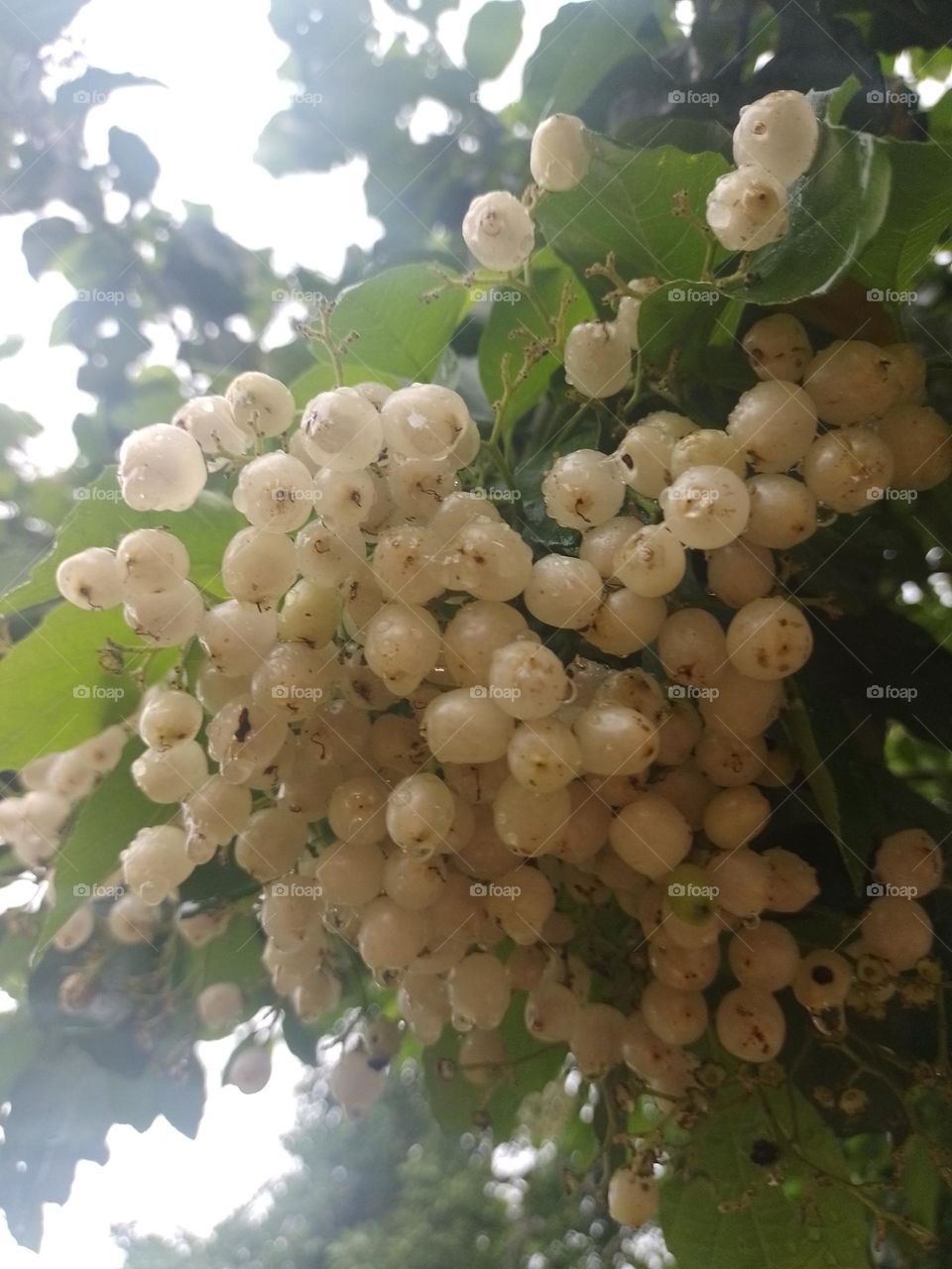 uvas blancas