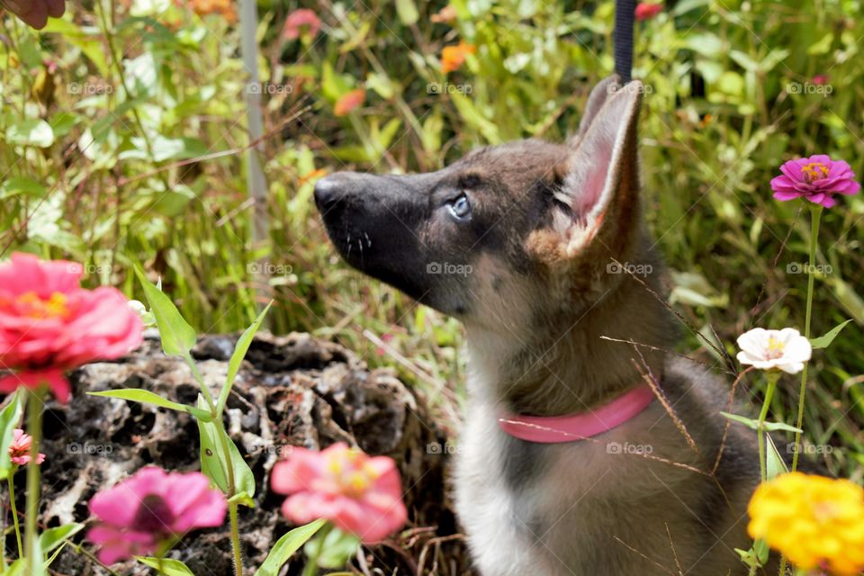 German Shepherd Puppy