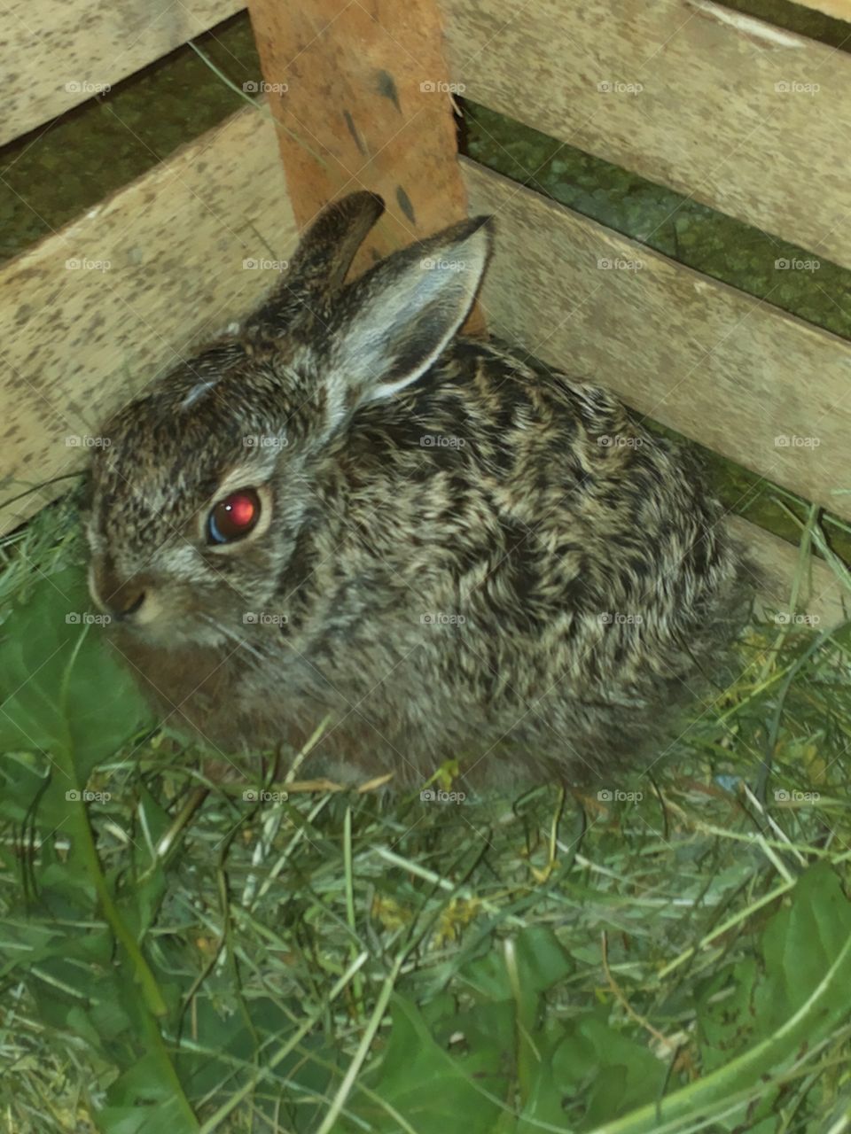 Wild rabbit. I save a wild rabbit. He is so cute.