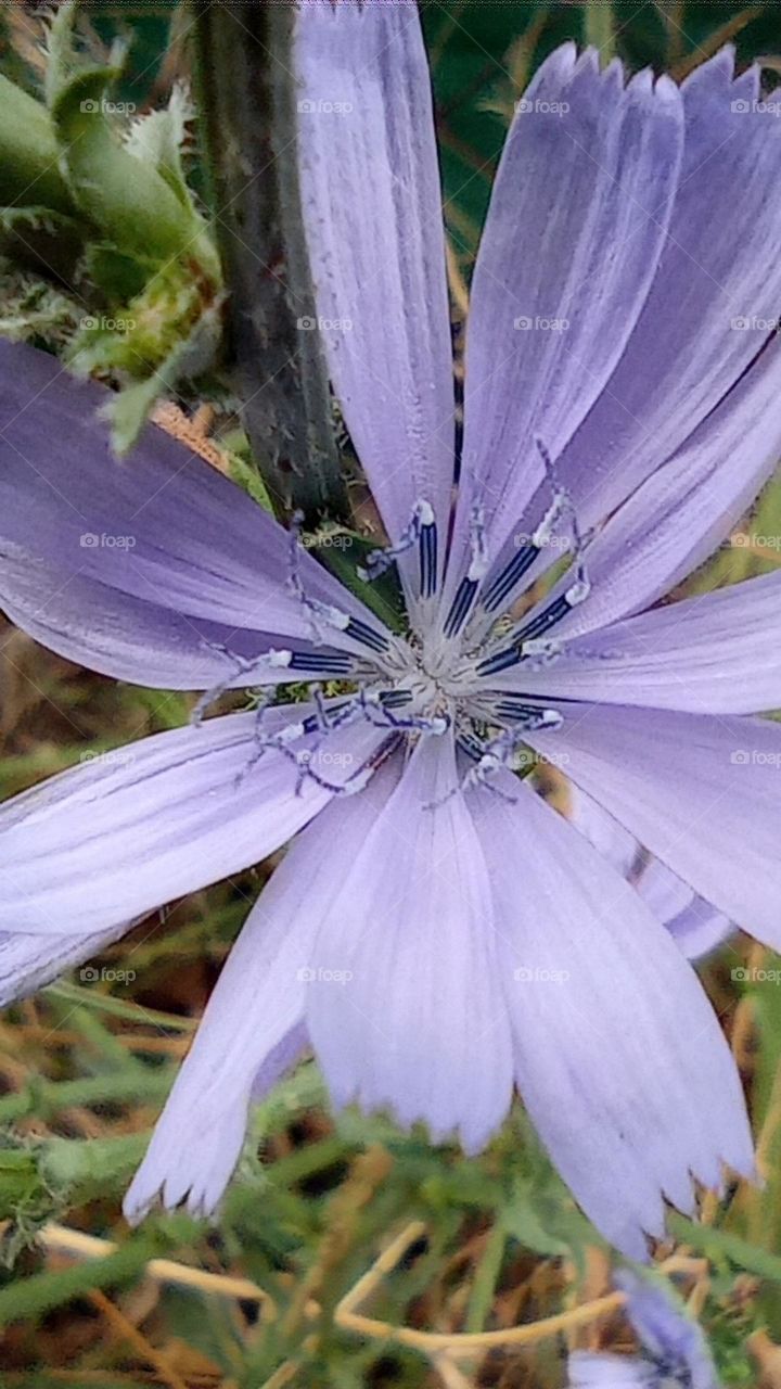 close up of the beautiful Chicory flower