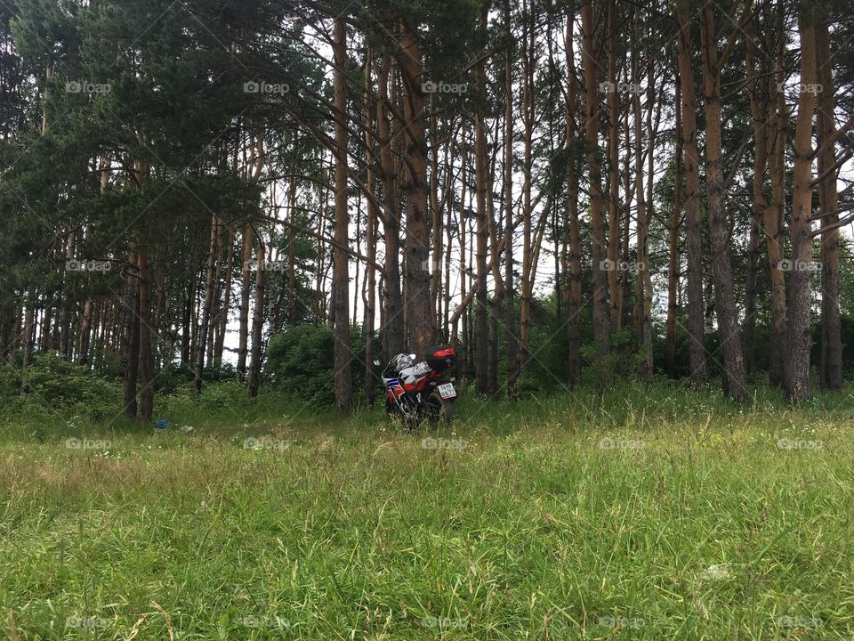 Forest and bike 