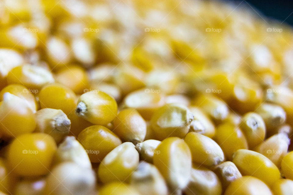 Corn, has the sunshine within