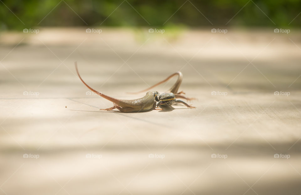 2 lizards fighting one biting the other