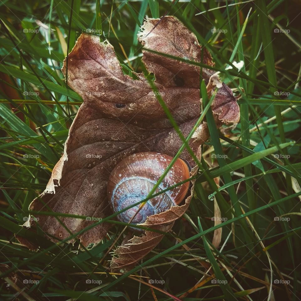 Snail hideout