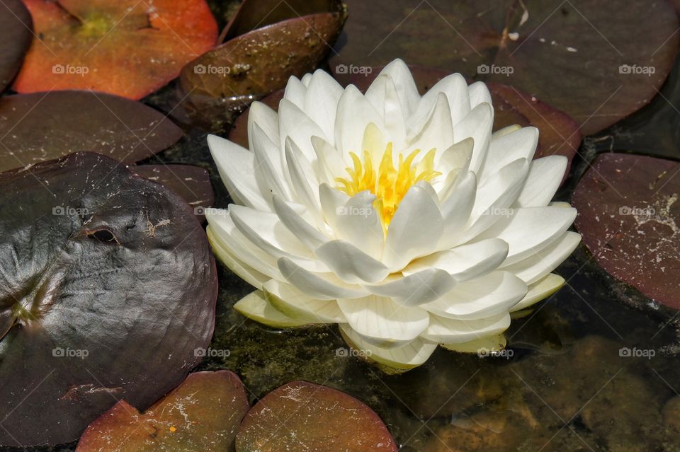 High angle view of white water lilly